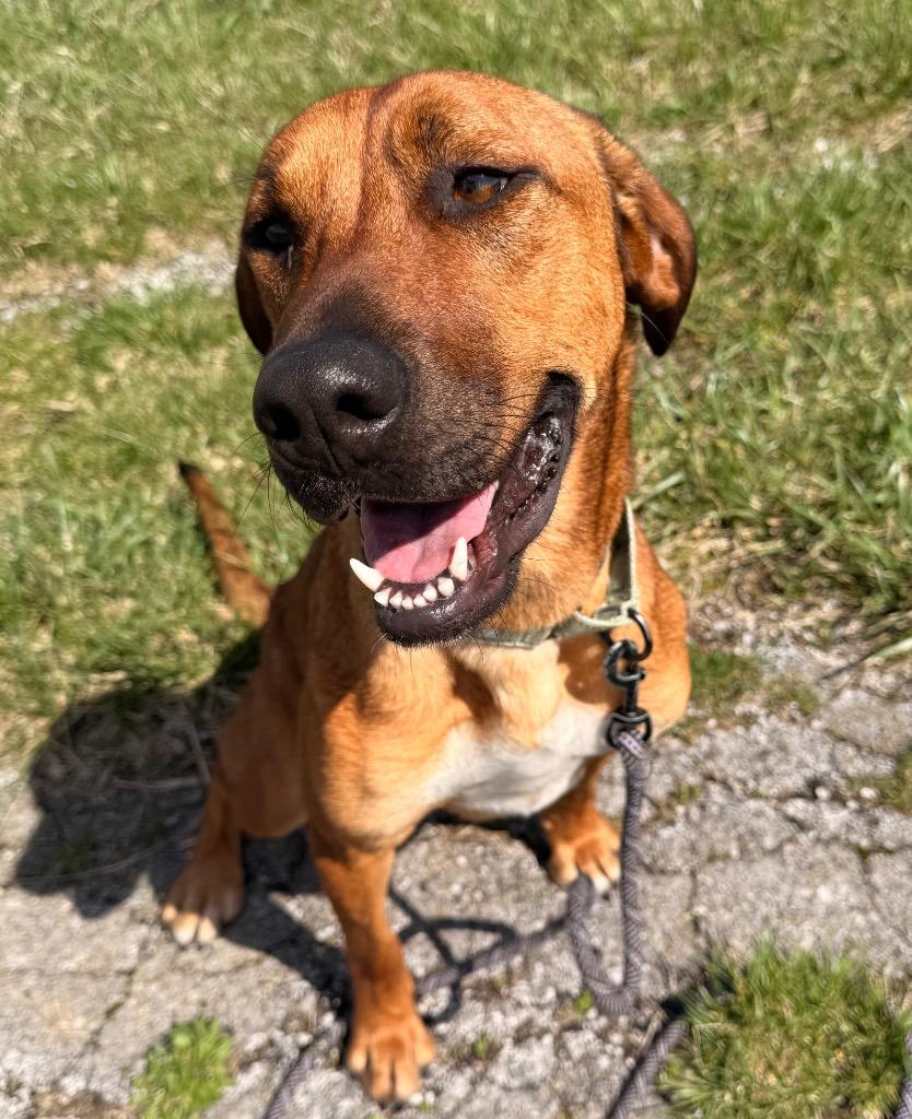 Enlarge Champagne, a Adoptable mixed breed in Defiance, OH image 4/6