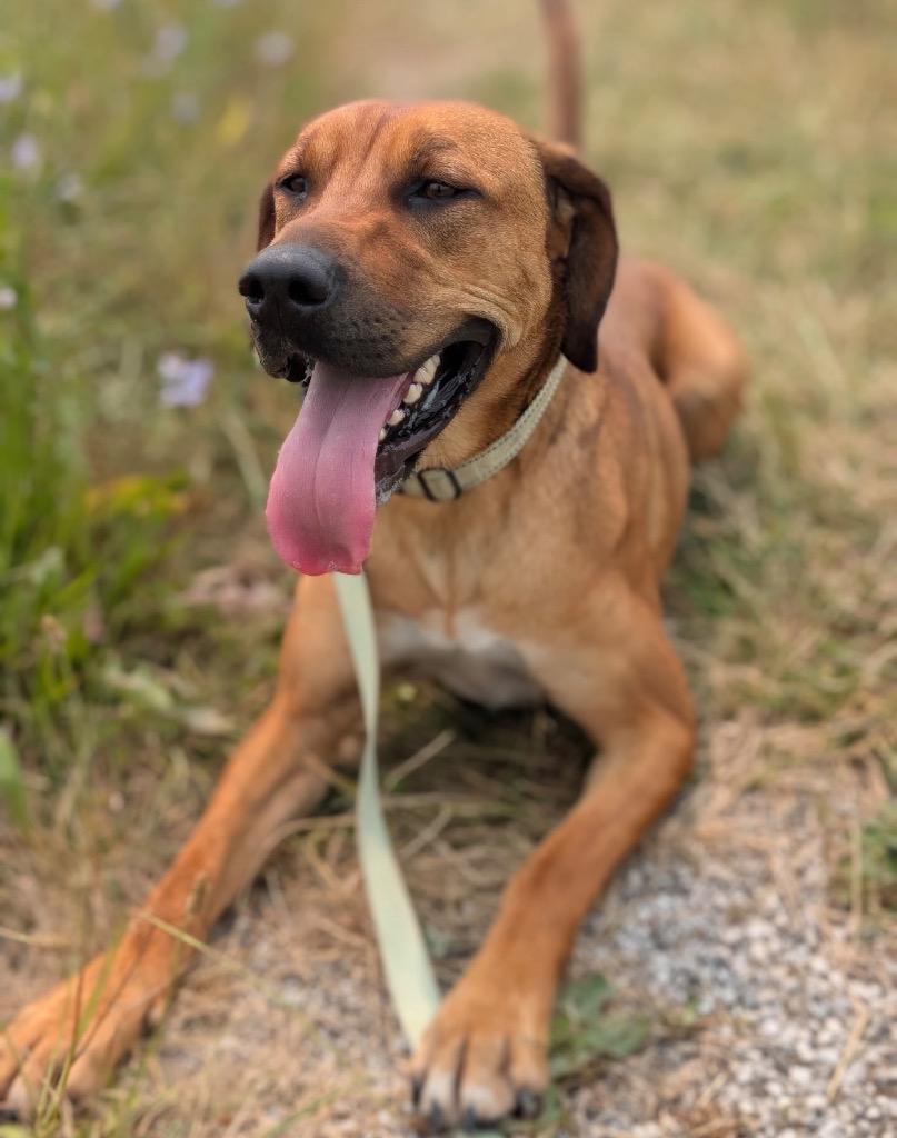Enlarge Champagne, a Adoptable mixed breed in Defiance, OH image 3/6
