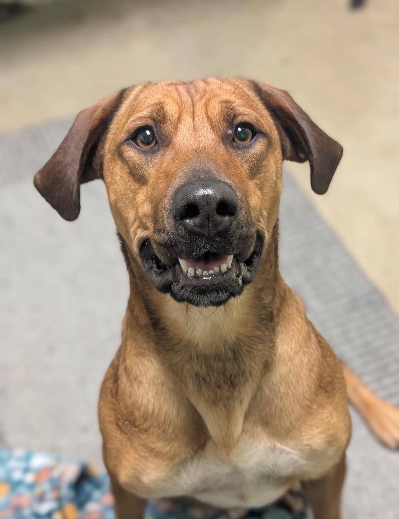 Enlarge Champagne, a Adoptable mixed breed in Defiance, OH image 5/6