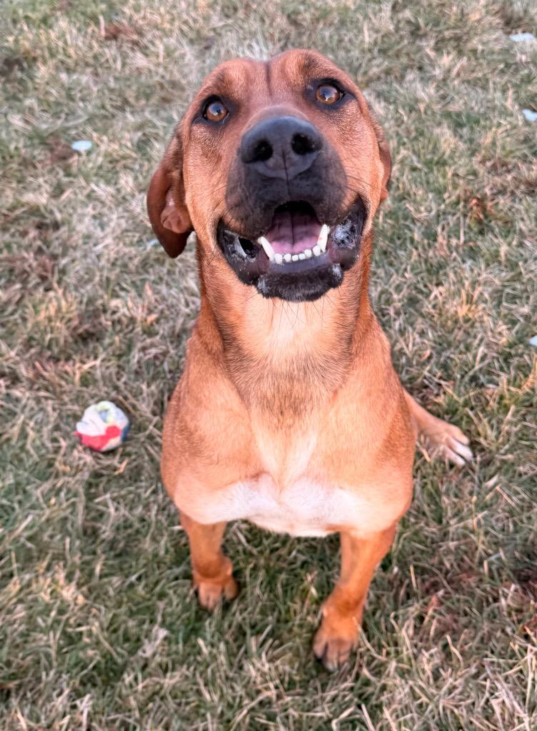 Enlarge Champagne, a Adoptable mixed breed in Defiance, OH image 6/6