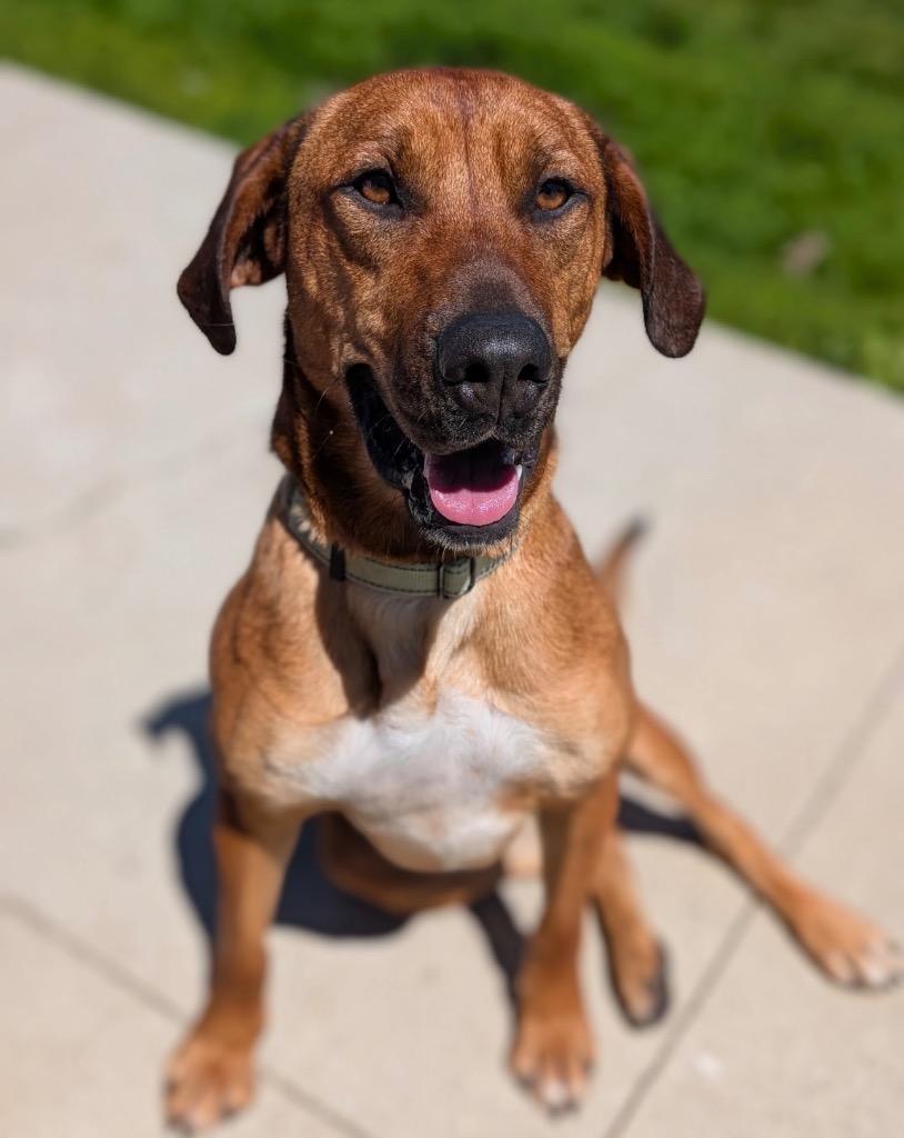 Champagne, a Adoptable mixed breed in Defiance, OH image 6/6