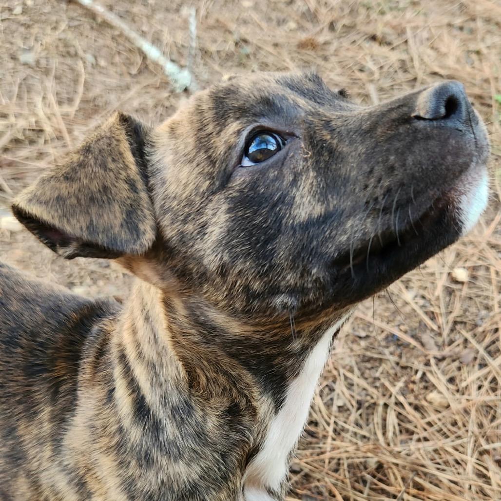 Enlarge Pippy, a Adoptable Boxer in Durham, NC image 1/6