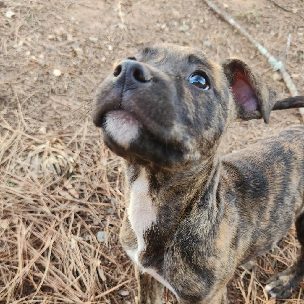 Enlarge Pippy, a Adoptable Boxer in Durham, NC image 2/6