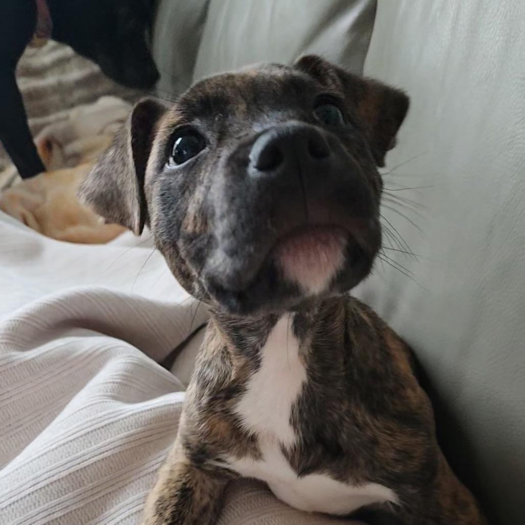 Enlarge Pippy, a Adoptable Boxer in Durham, NC image 3/6