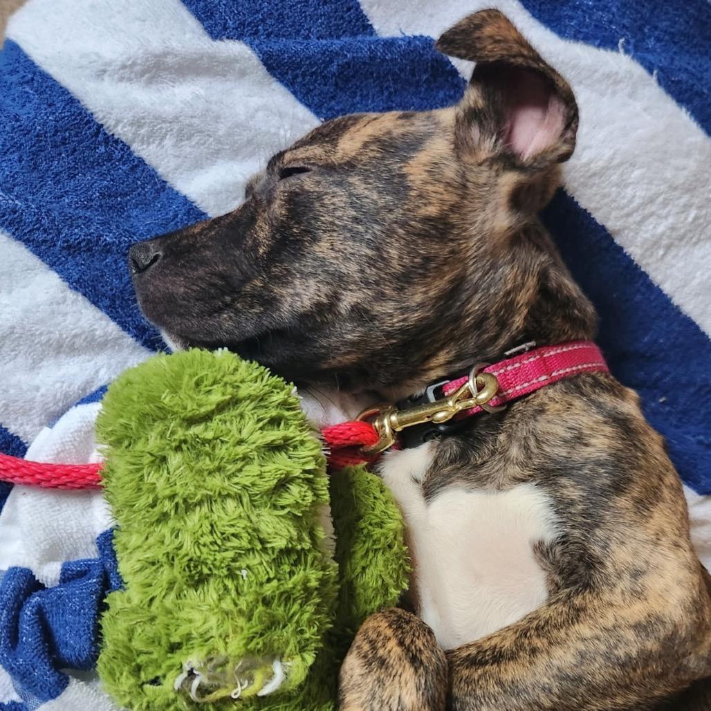 Enlarge Pippy, a Adoptable Boxer in Durham, NC image 5/6