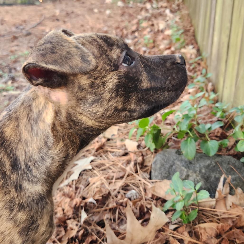 Enlarge Pippy, a Adoptable Boxer in Durham, NC image 6/6