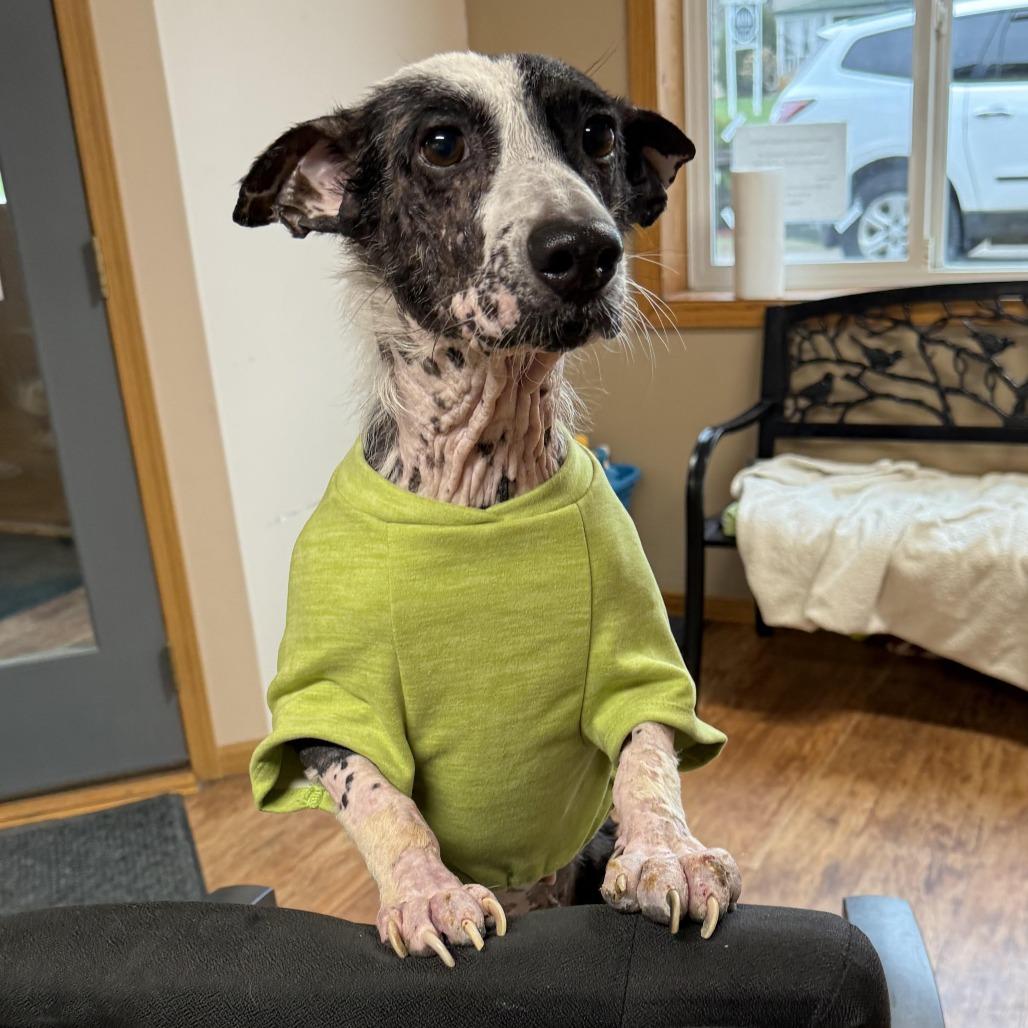 Enlarge Snoopy D26-013, a Adoptable Cattle Dog in Elbow Lake, MN image 1/3