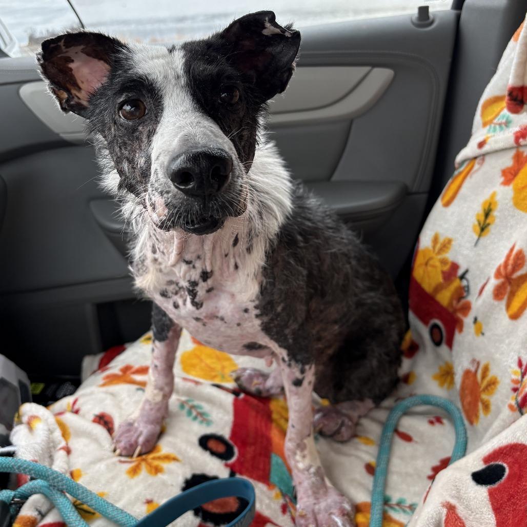 Enlarge Snoopy D26-013, a Adoptable Cattle Dog in Elbow Lake, MN image 1/1