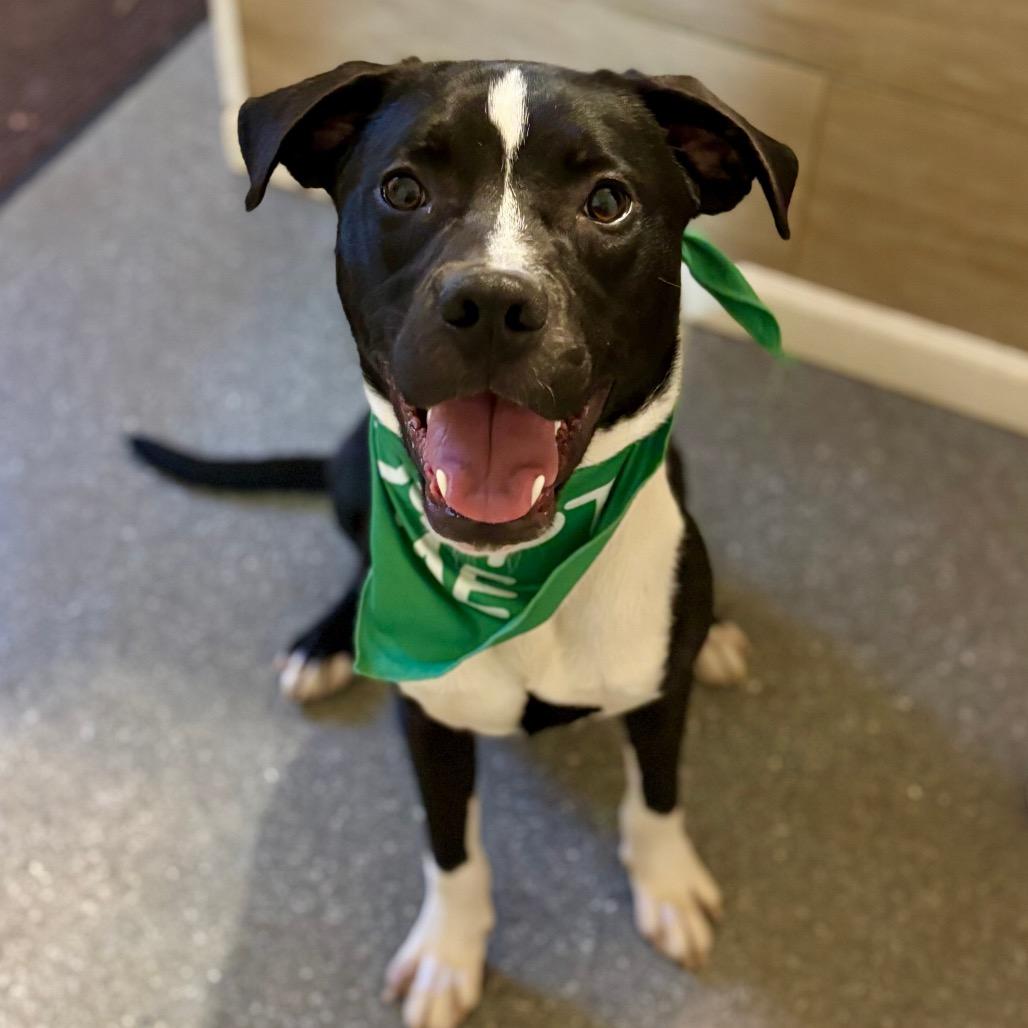 Huck, Adoptable, Adult Male Pointer & Mixed Breed.
