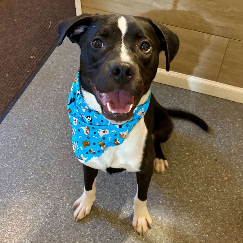 Enlarge Huck, a Adoptable mixed breed in Metamora, MI image 2/6