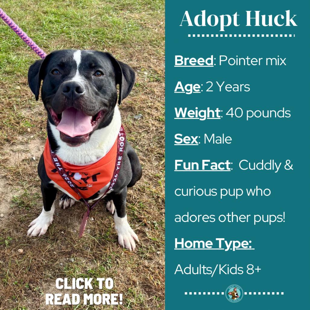 Enlarge Huck, a Adoptable mixed breed in Metamora, MI image 3/6