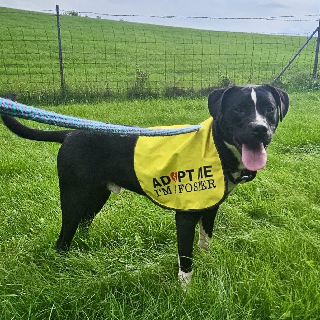 Enlarge Huck, a Adoptable mixed breed in Metamora, MI image 4/6