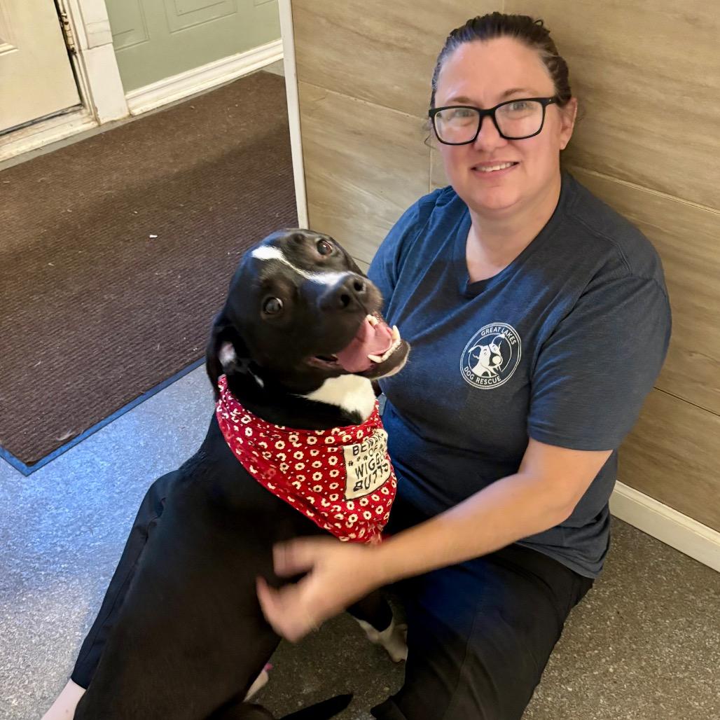 Enlarge Huck, a Adoptable mixed breed in Metamora, MI image 5/6