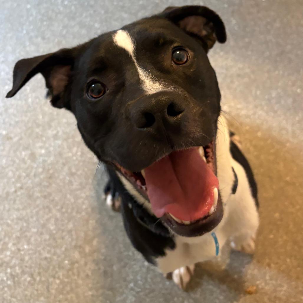 Enlarge Huck, a Adoptable mixed breed in Metamora, MI image 6/6