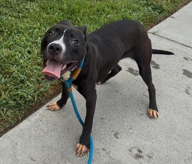 Bella, Adoptable, Young Female Mixed Breed.