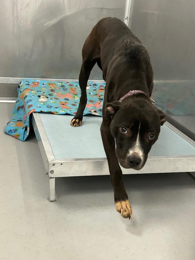 Bella, Adoptable, Young Female Mixed Breed.