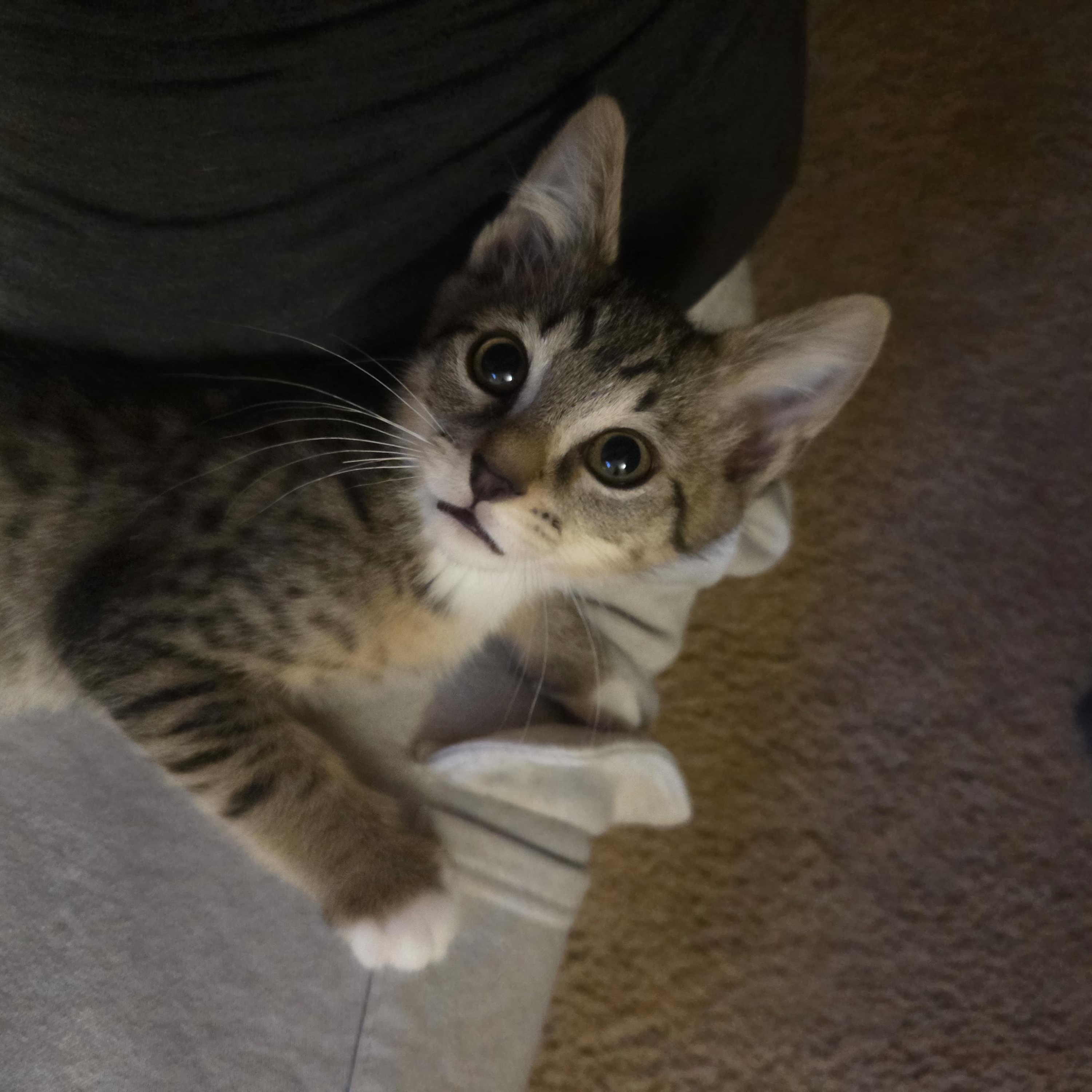 Orion, ADOPTABLE, Kitten Male Tabby.