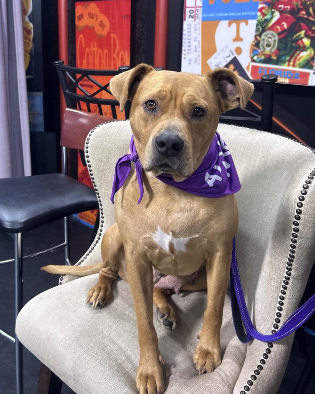 Enlarge Winnie, a ADOPTABLE mixed breed in Knoxville, TN image 1/2