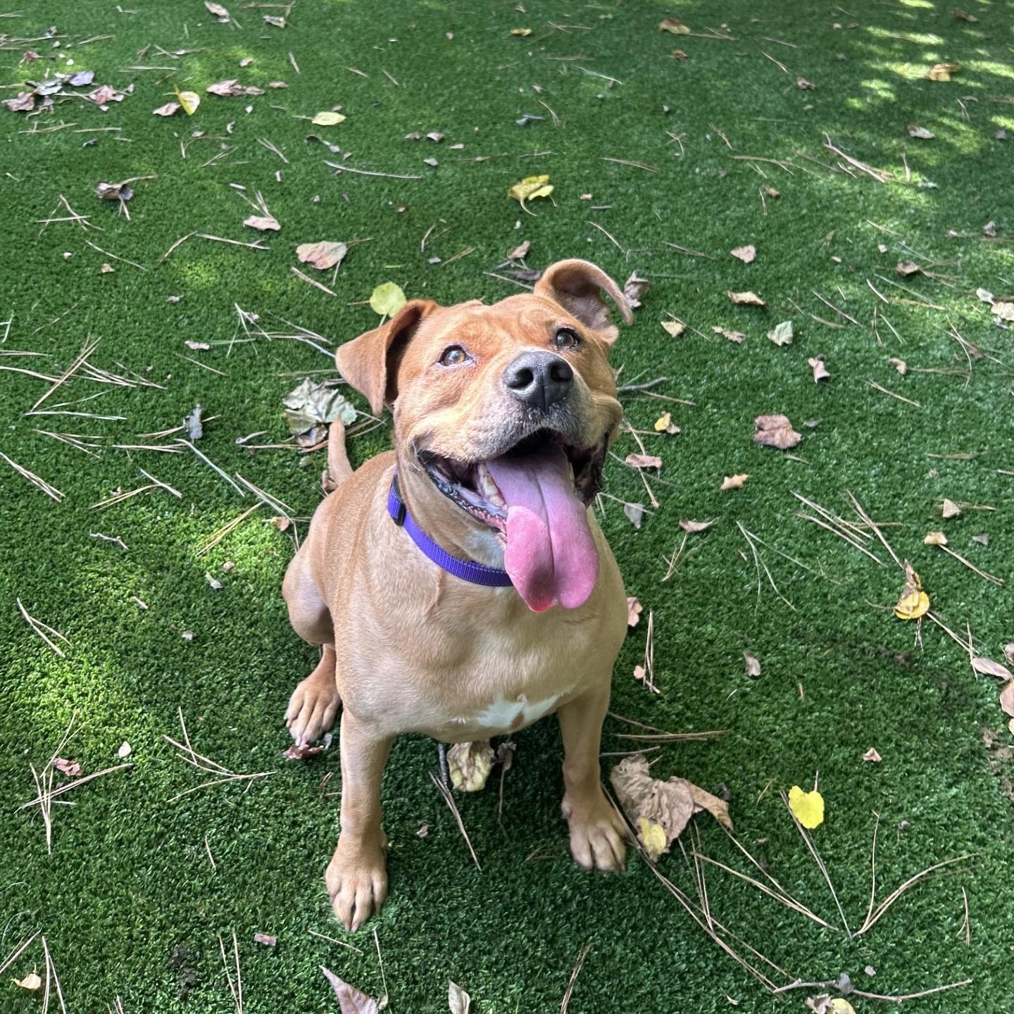 Enlarge Winnie, a ADOPTABLE mixed breed in Knoxville, TN image 2/2