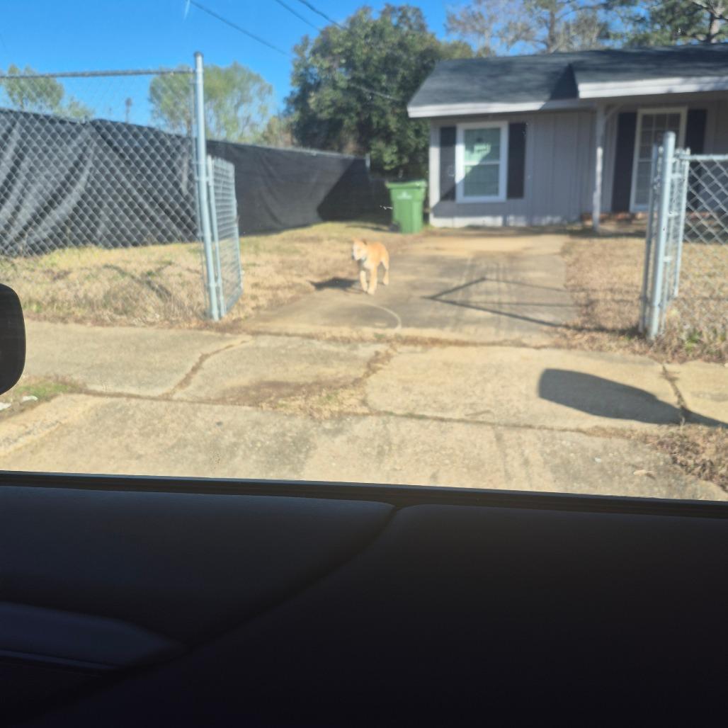 Pogo, Adoptable, Young Male Retriever & Mixed Breed.