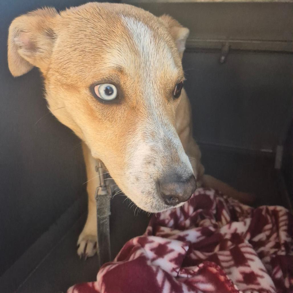 Pogo, a Adoptable mixed breed in Montgomery, AL image 2/4