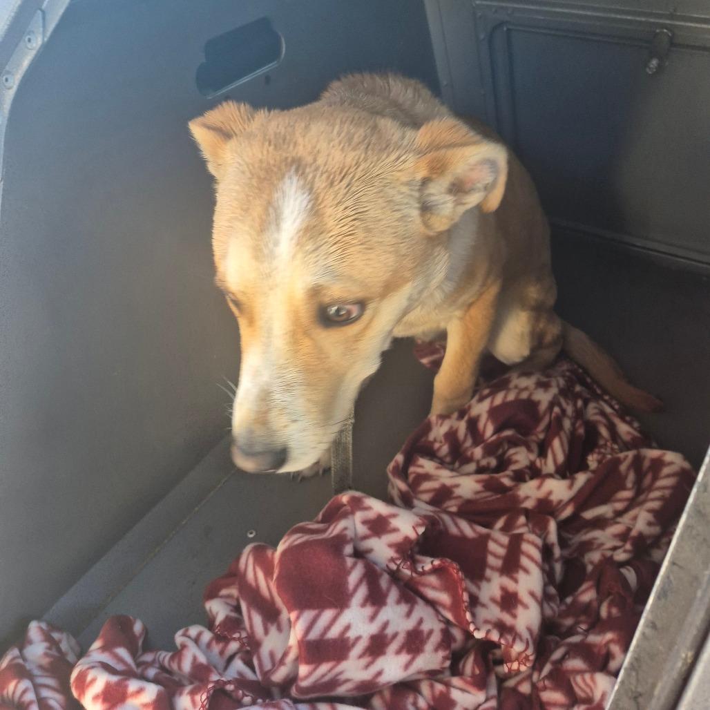 Pogo, a Adoptable mixed breed in Montgomery, AL image 3/4