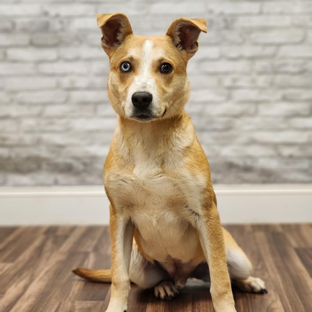 Pogo, a Adoptable mixed breed in Montgomery, AL image 4/4