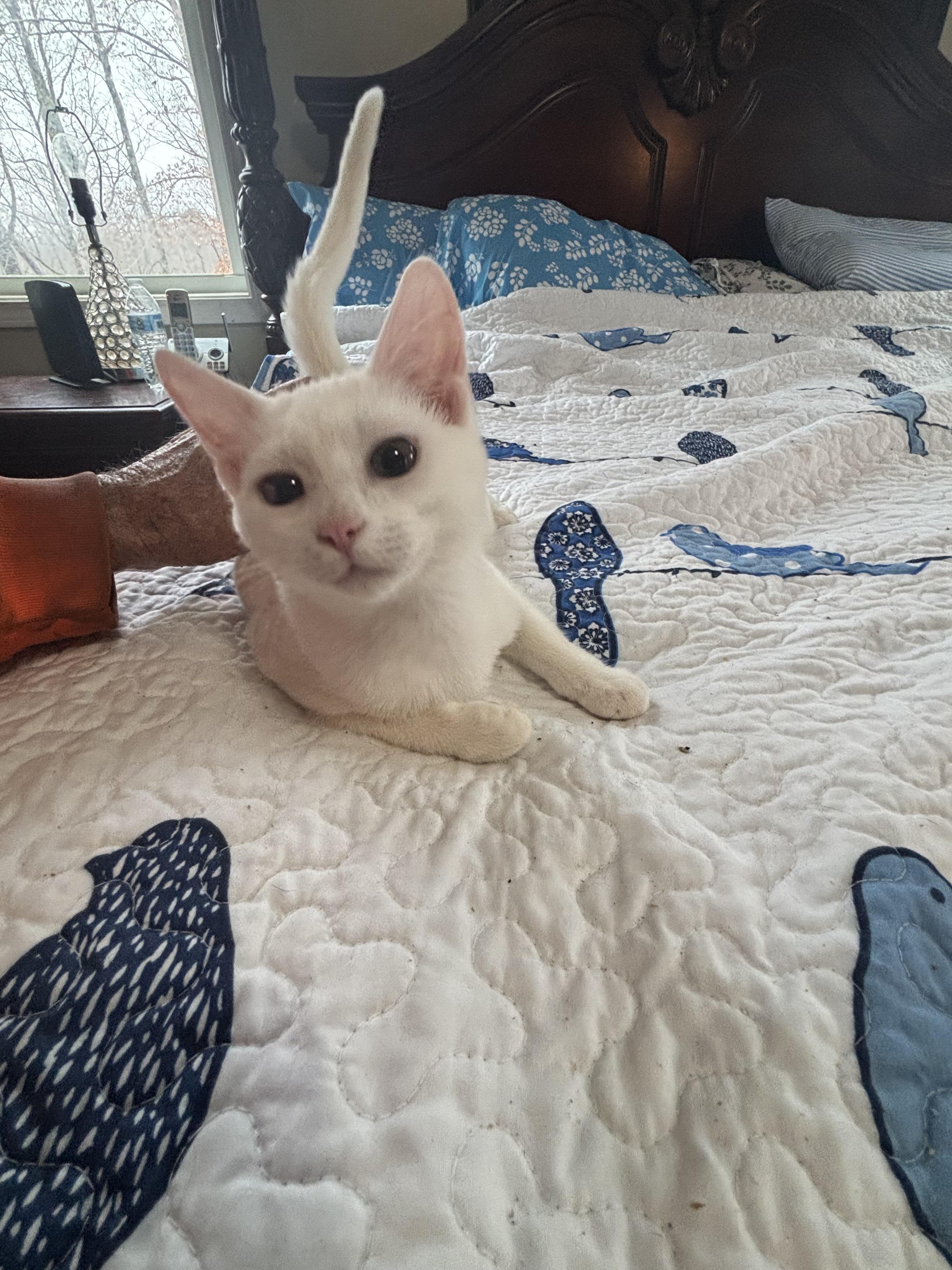 Enlarge Tinsel, a Adopted Domestic Short Hair in Randolph, AL image 2/2