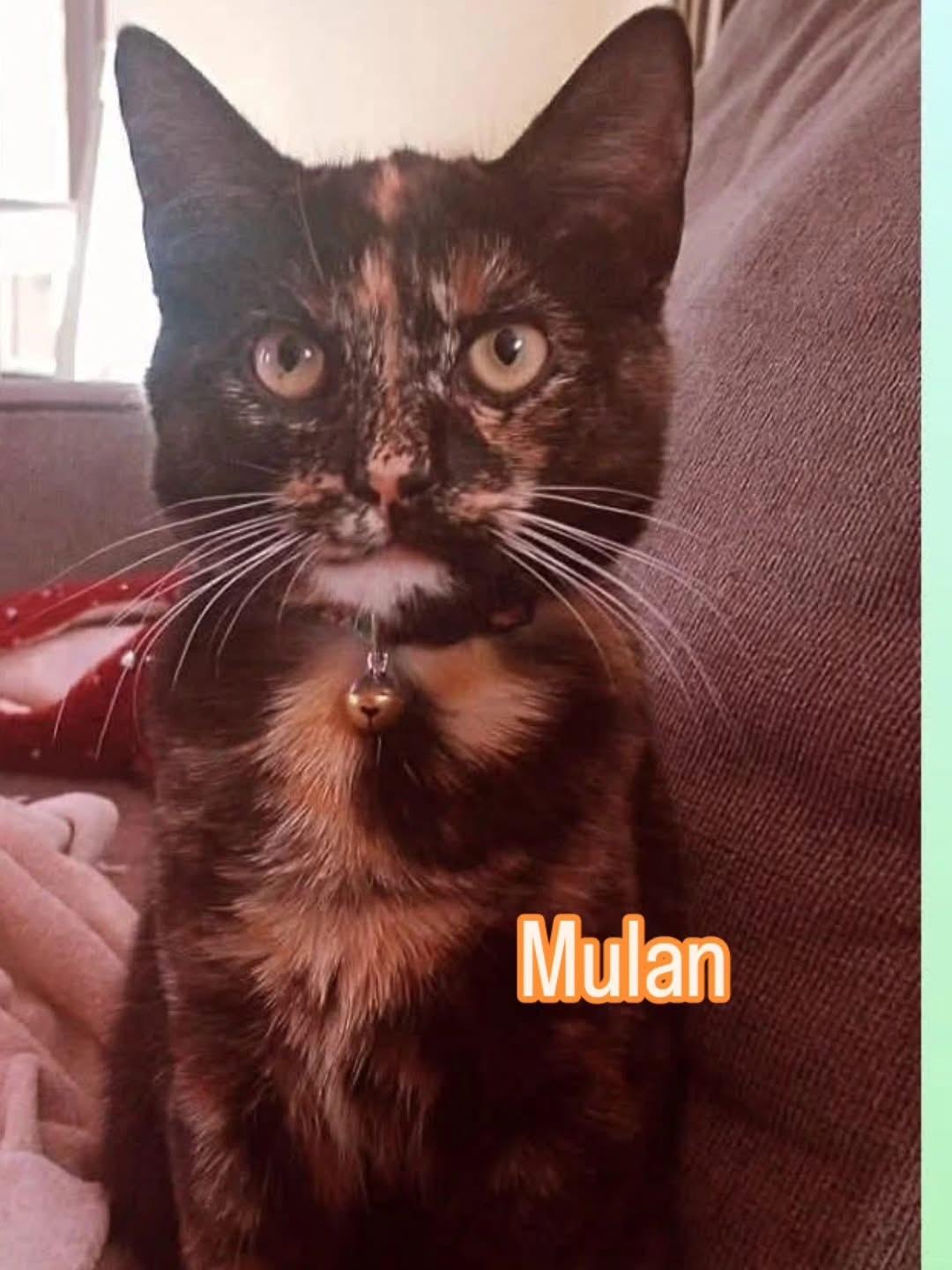 Mulan, Adoptable, Adult Female Domestic Short Hair.