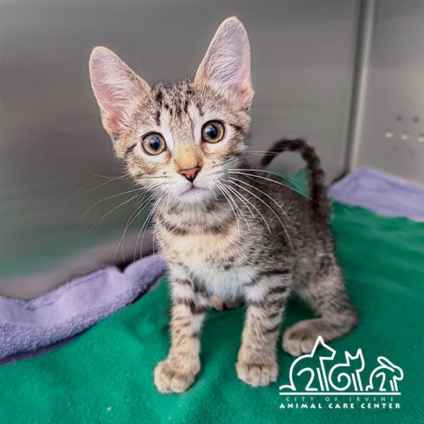 WINNIE, Adoptable, Kitten Female Domestic Short Hair.