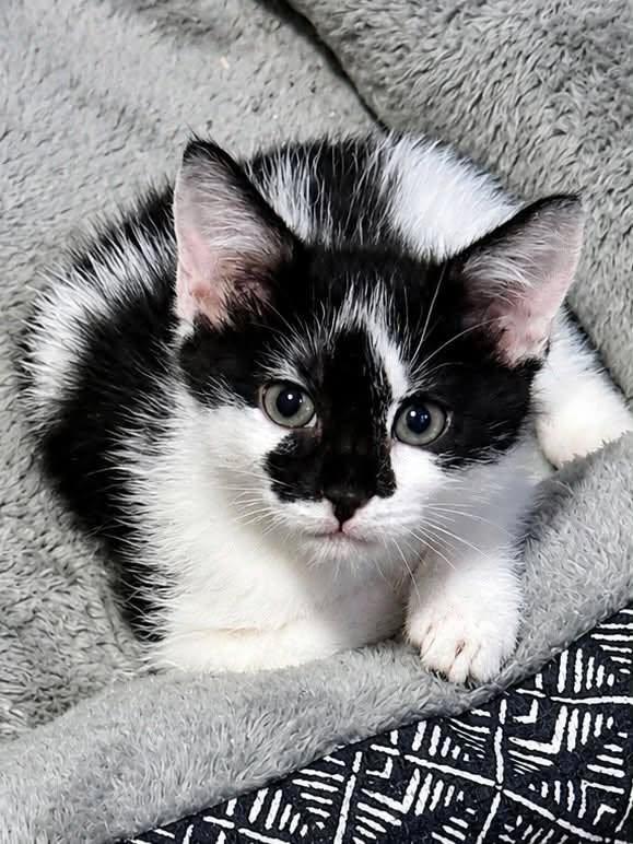CeCe, an adopted Domestic Short Hair in Sioux Falls, SD image 1/5