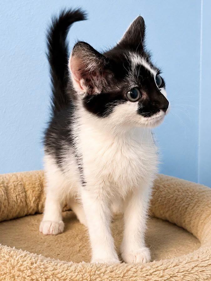 CeCe, an adopted Domestic Short Hair in Sioux Falls, SD image 2/5
