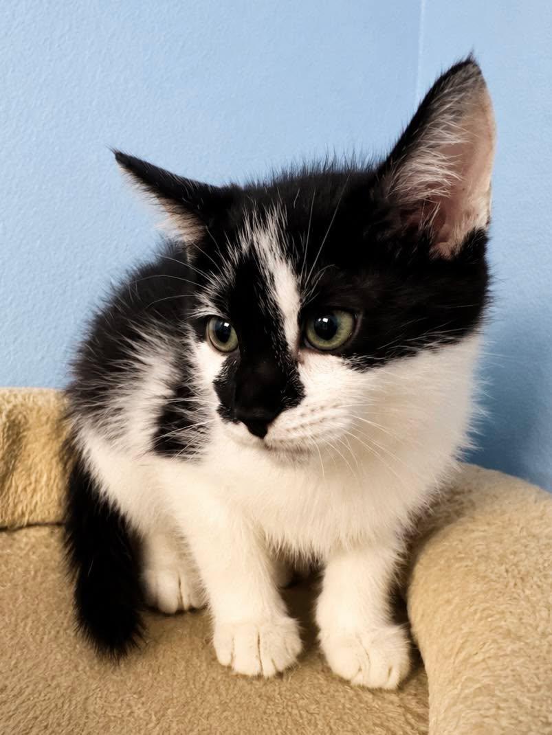 CeCe, an adopted Domestic Short Hair in Sioux Falls, SD image 4/5
