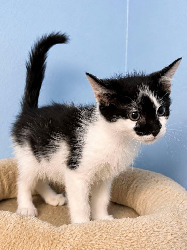 CeCe, an adopted Domestic Short Hair in Sioux Falls, SD image 5/5