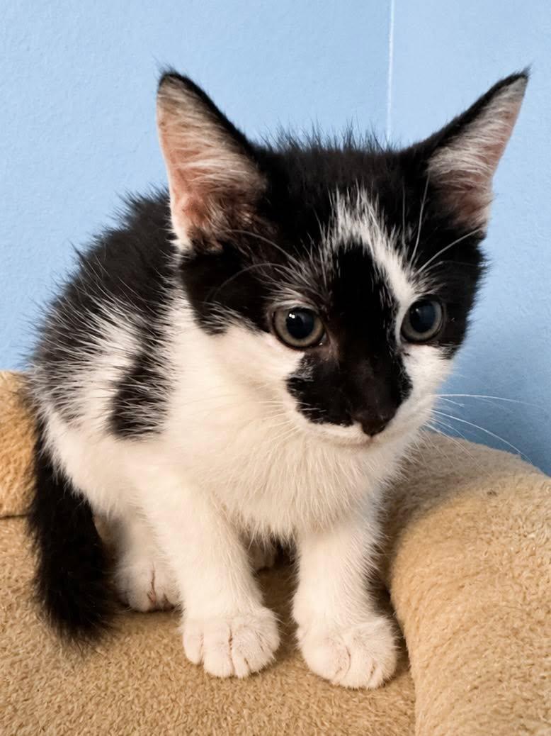 CeCe, an adopted Domestic Short Hair in Sioux Falls, SD image 3/5