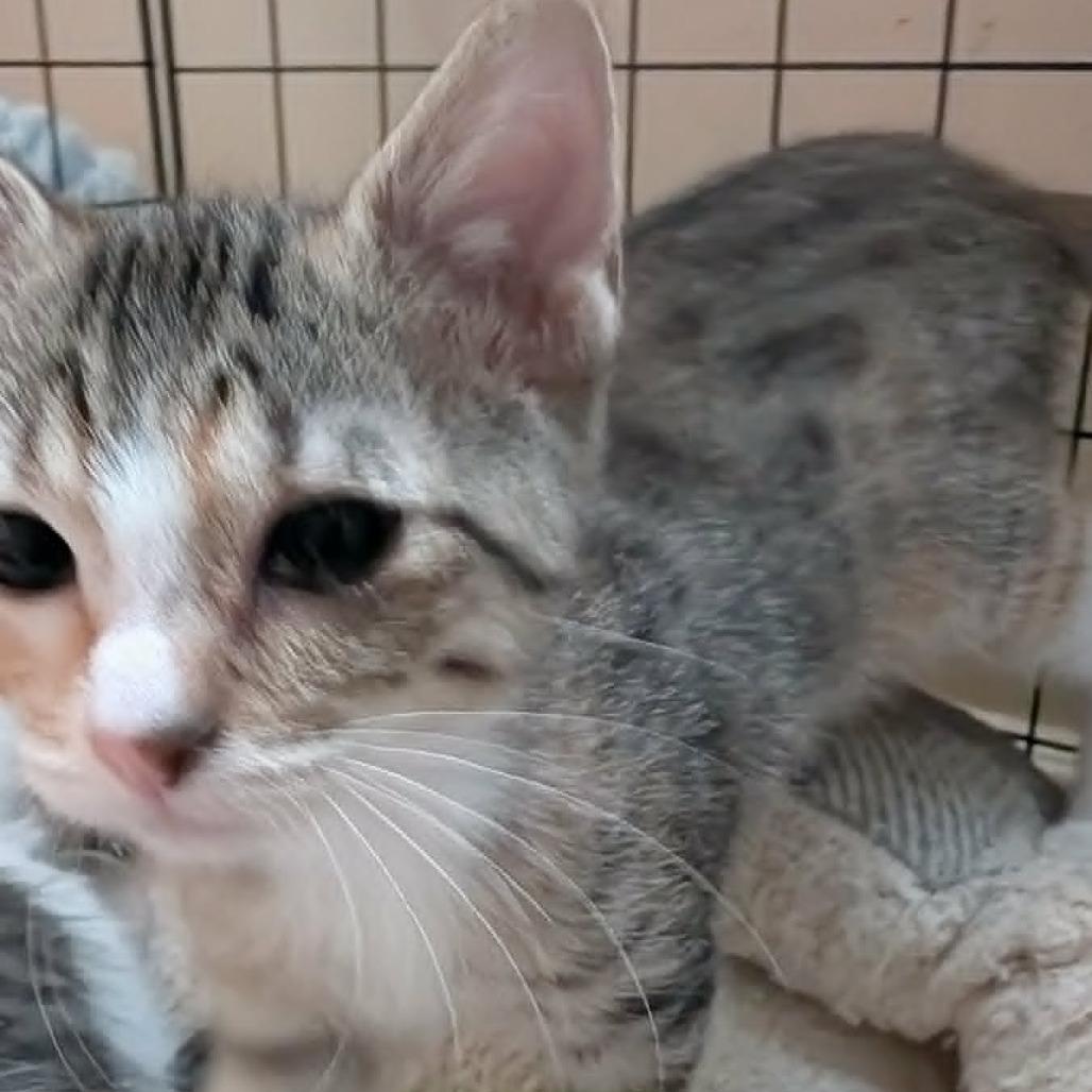 Jezzer Armbrust, Adoptable, Young Female Domestic Short Hair.