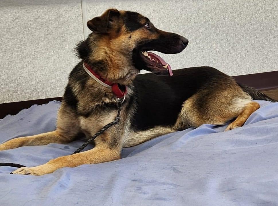 Apollo, an adoptable German Shepherd Dog in Port Lavaca, TX, 77979 | Photo Image 3