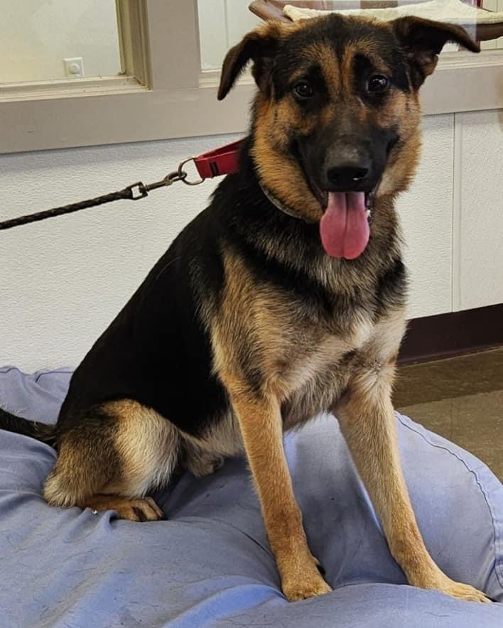 Apollo, Adult Male German Shepherd Dog