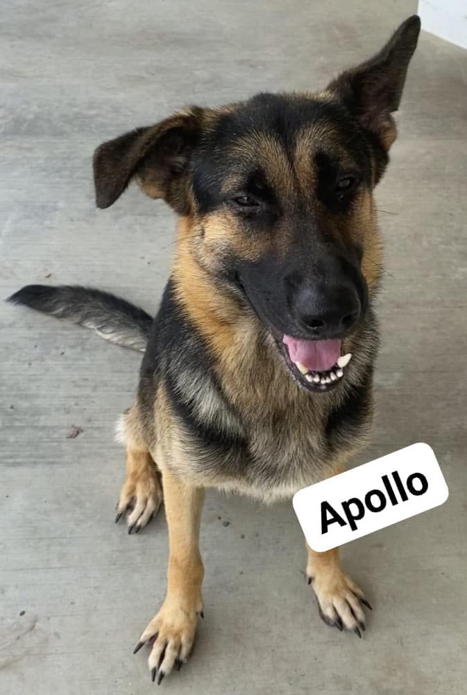 Apollo, an adoptable German Shepherd Dog in Port Lavaca, TX, 77979 | Photo Image 2