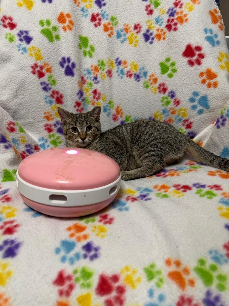Delilah, Baby Female unknown