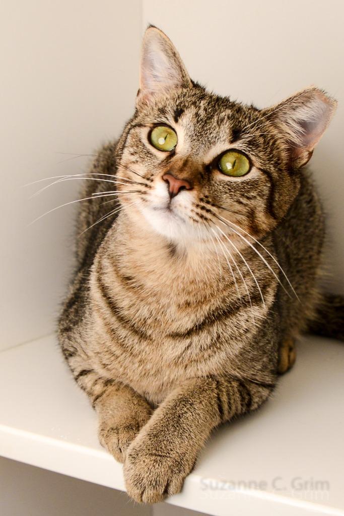 Enlarge Delilah, a Adoptable mixed breed in New Orleans, LA image 1/5