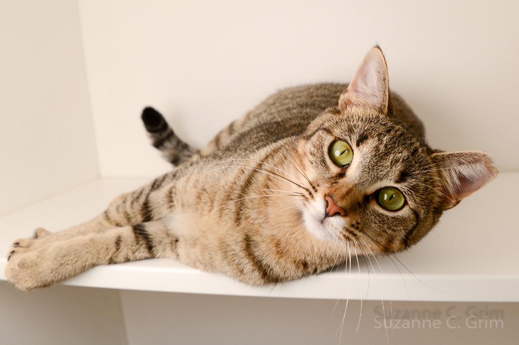 Enlarge Delilah, a Adoptable mixed breed in New Orleans, LA image 2/5