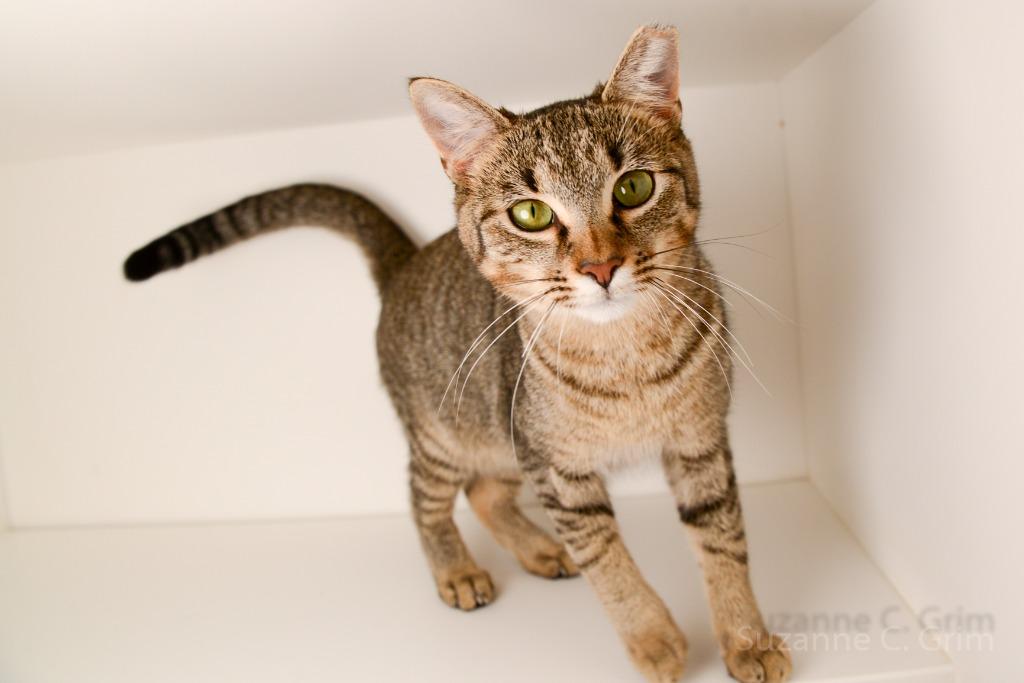 Enlarge Delilah, a Adoptable mixed breed in New Orleans, LA image 3/5