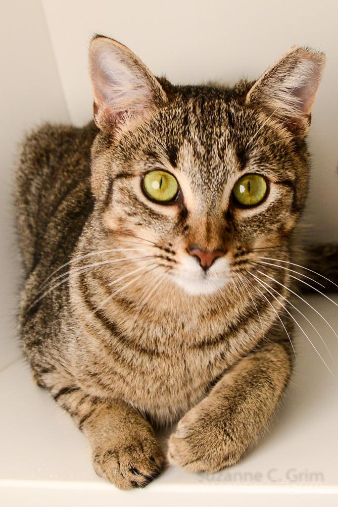 Enlarge Delilah, a Adoptable mixed breed in New Orleans, LA image 4/5