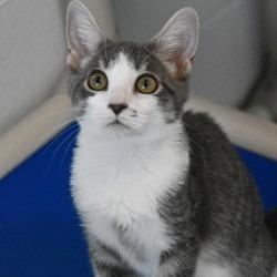 Enlarge Honey Bunches of Oats, a Adoptable Domestic Short Hair in Columbus, NC image 2/6