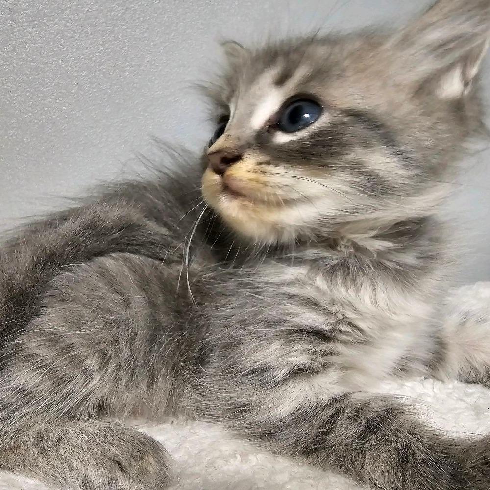Enlarge Honey Bunches of Oats, a Adoptable Domestic Short Hair in Columbus, NC image 3/6