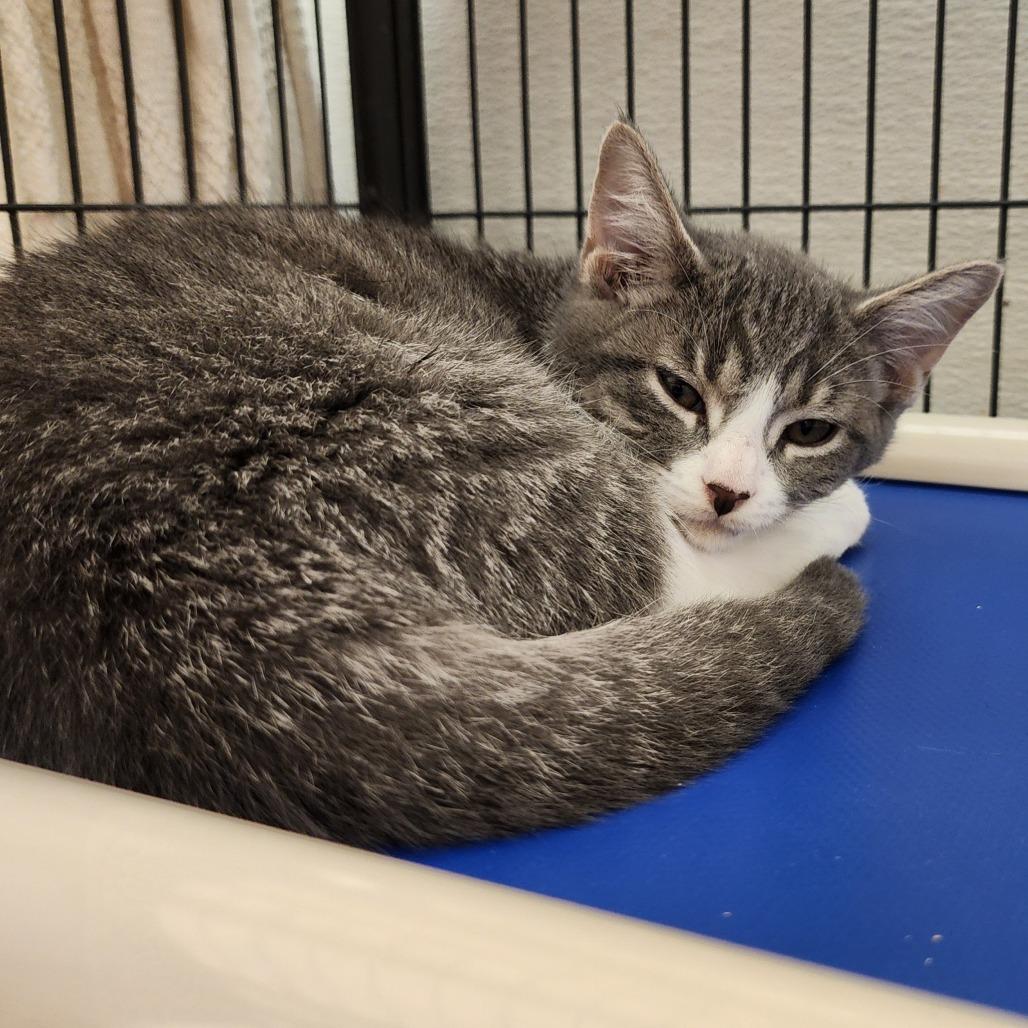 Enlarge Honey Bunches of Oats, a Adoptable Domestic Short Hair in Columbus, NC image 6/6