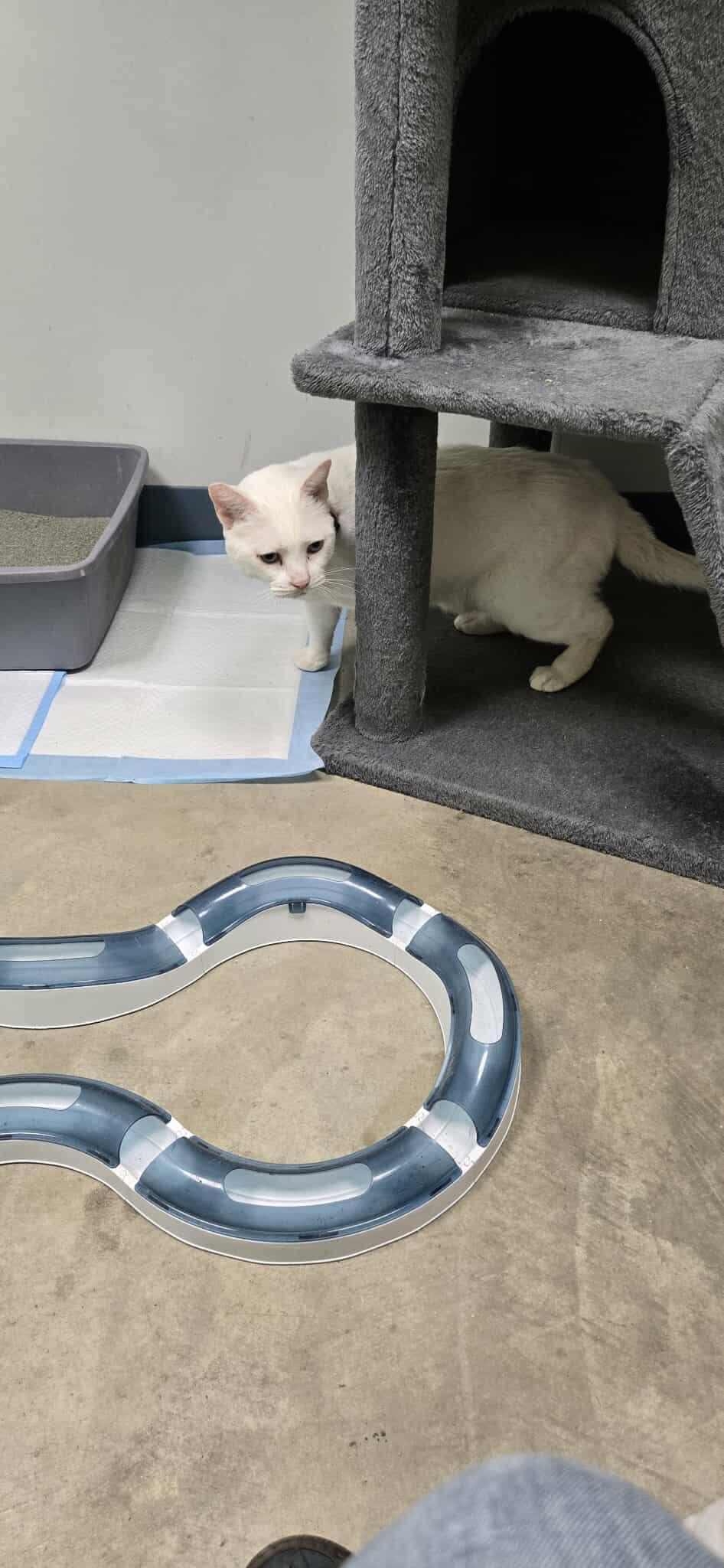 Sugar, a Adoptable Domestic Short Hair in Roslyn, WA image 5/5