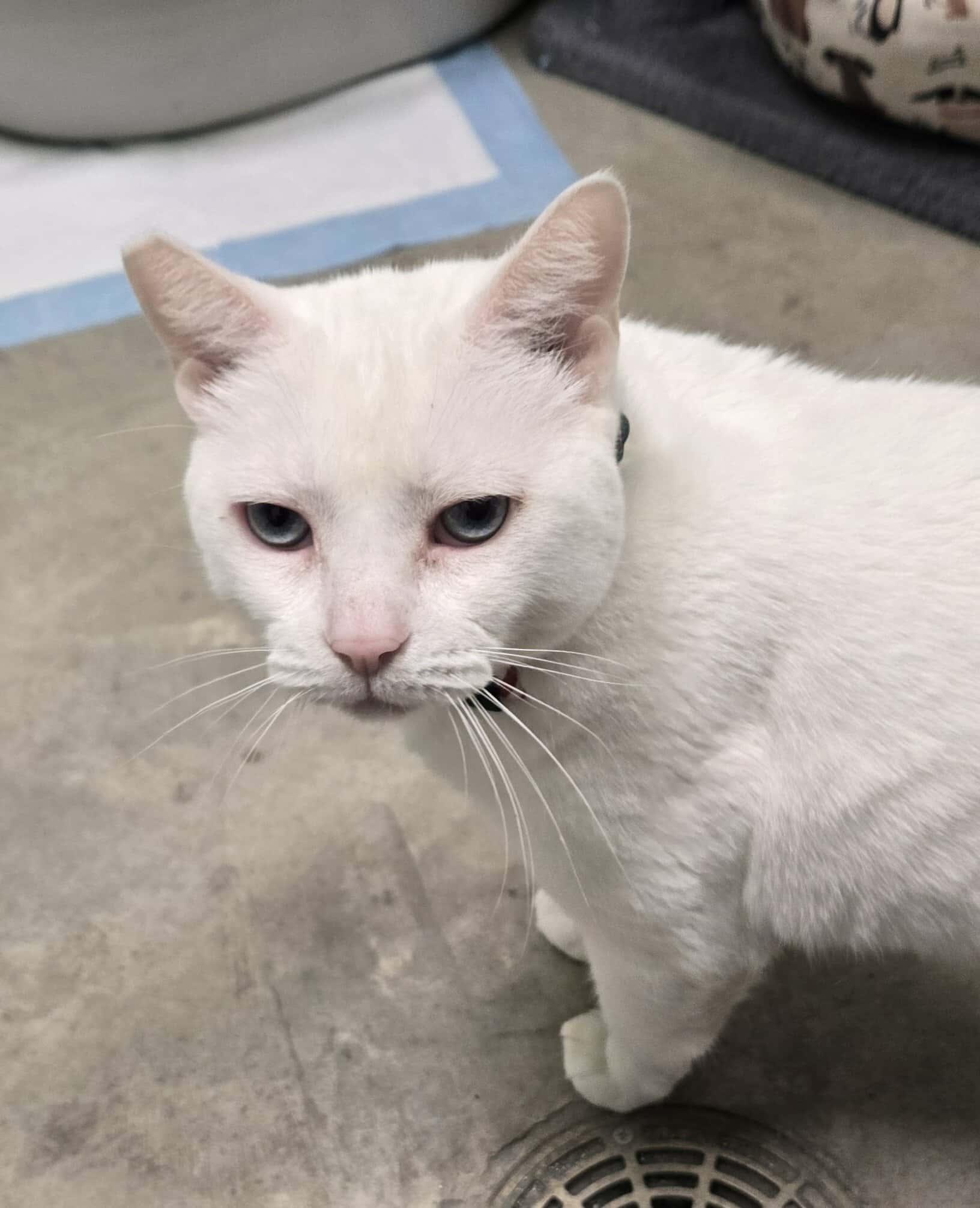 Sugar, a Adoptable Domestic Short Hair in Roslyn, WA image 1/5