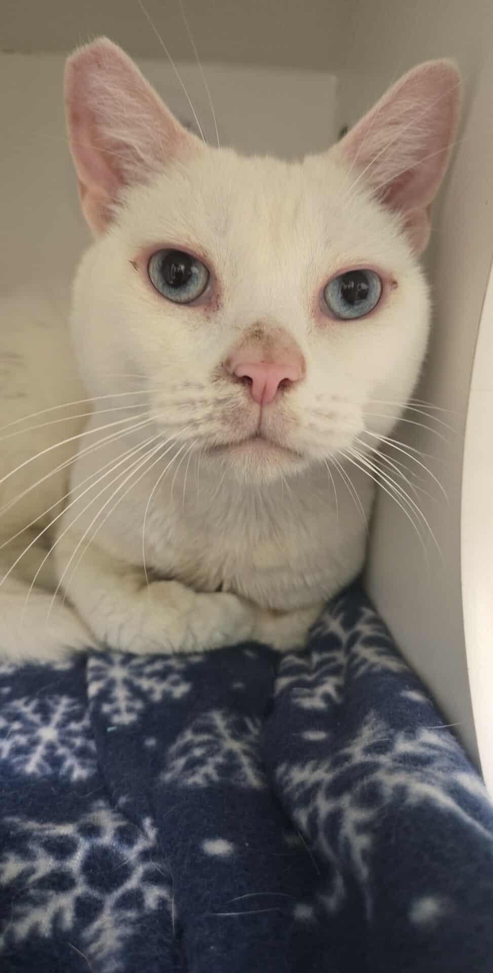 Sugar, a Adoptable Domestic Short Hair in Roslyn, WA image 4/5